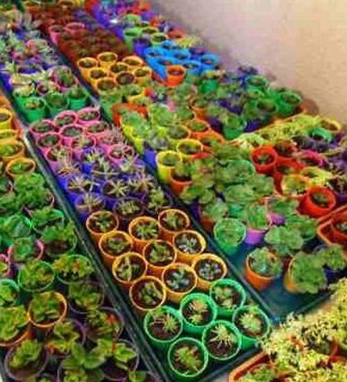 Plantas Suculentas En Macetas